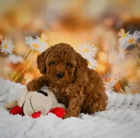 ❤️❤️ Riley ❤️❤️, a male Poodle - Toy  for sale in Eastpointe, MI – 2 of 3