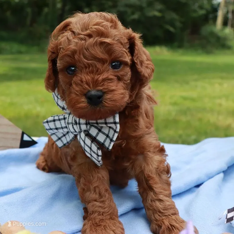 🩵🩵 Kam 🩵🩵 – Poodle - Toy  puppy for sale in Eastpointe, MI