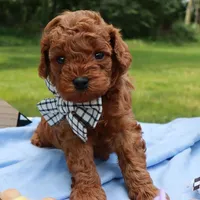 🩵🩵 Kam 🩵🩵, a male Poodle - Toy  for sale in Eastpointe, MI – 1 of 4