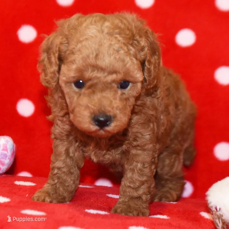 🐬🐬 MASON 🐬🐬 – Poodle - Toy  puppy for sale in Eastpointe, MI