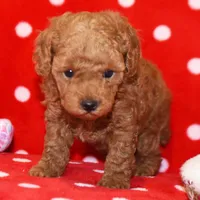 🐬🐬 MASON 🐬🐬, a male Poodle - Toy  for sale in Eastpointe, MI – 1 of 2