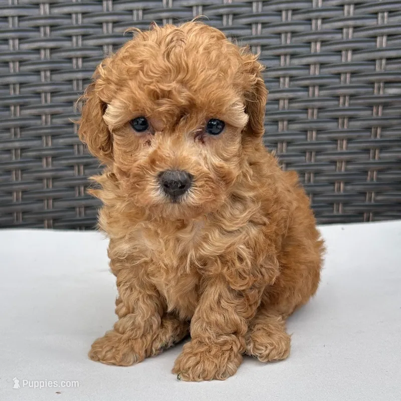 🐥🐥 Lilly 🐥🐥 – Poodle - Miniature  puppy for sale in Eastpointe, MI