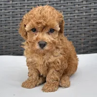 🐥🐥 Lilly 🐥🐥, a male Poodle - Miniature  for sale in Eastpointe, MI – 1 of 3