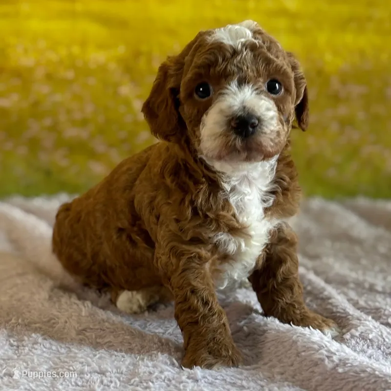 🐶🐶 Leo 🐶🐶 – Poodle - Miniature  puppy for sale in Eastpointe, MI