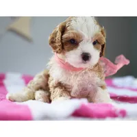 🩷🩷 Lilly 🩷🩷, a female Cavapoo for sale in Eastpointe, MI – 2 of 4