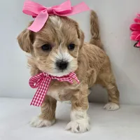 🩷🩷 Kia 🩷🩷, a female Maltipoo for sale in Eastpointe, MI – 4 of 4