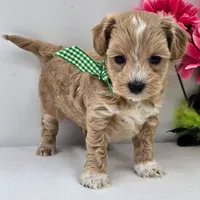 🐬🐬 Kofi 🐬🐬, a female Maltipoo for sale in Eastpointe, MI – 4 of 4