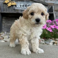 🌸🌸 Mila 🌸🌸, a female Maltipoo for sale in Eastpointe, MI – 4 of 4