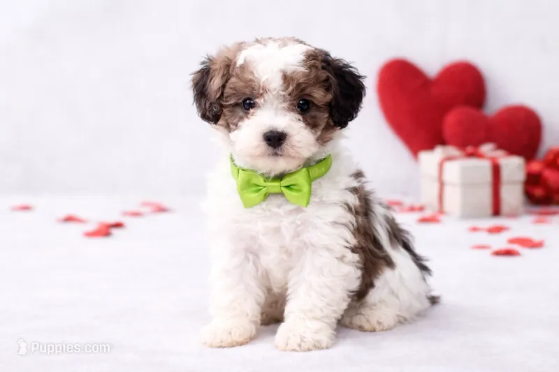 💚🤎 Spencer 🤎💚