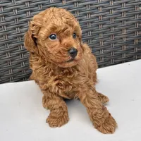 🐢🐢 Jinx 🐢🐢, a male Poodle - Miniature  for sale in Eastpointe, MI – 3 of 4
