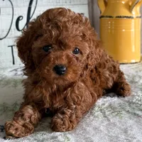 🐶🐶 Liam 🐶🐶, a  Poodle - Toy  for sale in Eastpointe, MI – 2 of 4