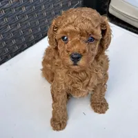 🐶🐶 Lucas 🐶🐶, a male Poodle - Miniature  for sale in Eastpointe, MI – 2 of 4