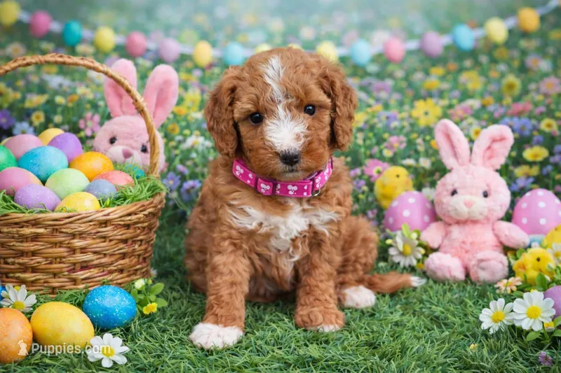 🌸🌸 Bam 🌸🌸 – Poodle - Miniature  puppy for sale in Sterling Heights, MI