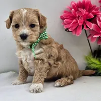 🐬🐬 Kofi 🐬🐬, a female Maltipoo for sale in Eastpointe, MI – 3 of 4