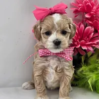 🌸🌸 Luna 🌸🌸, a female Maltipoo for sale in Eastpointe, MI – 1 of 4