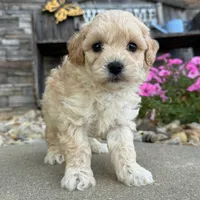 🌸🌸 Mila 🌸🌸, a female Maltipoo for sale in Eastpointe, MI – 2 of 4