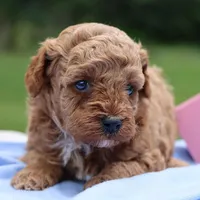 🩷🩷 Karma 🩷🩷, a male Poodle - Toy  for sale in Eastpointe, MI – 3 of 4