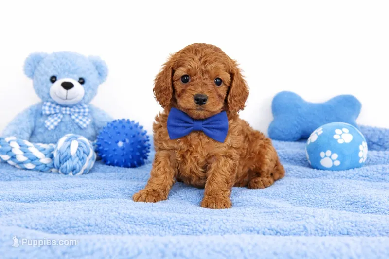 🐳🐳 Liam 🐳🐳 – Cavapoo puppy for sale in Sterling Heights, MI