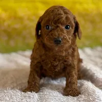 🐬🐬 Finn🐬🐬, a male Poodle - Miniature  for sale in Eastpointe, MI – 2 of 3