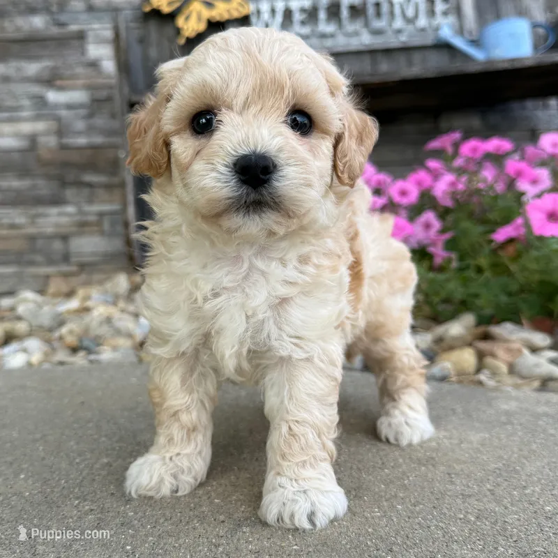 🌸🌸 Mila 🌸🌸 – Maltipoo puppy for sale in Eastpointe, MI