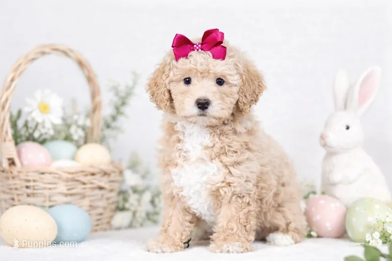 🩷🩷 Chloe 🩷🩷 – Poodle - Miniature  puppy for sale in Sterling Heights, MI