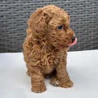 🐢🐢 Jinx 🐢🐢, a male Poodle - Miniature  for sale in Eastpointe, MI – 4 of 4