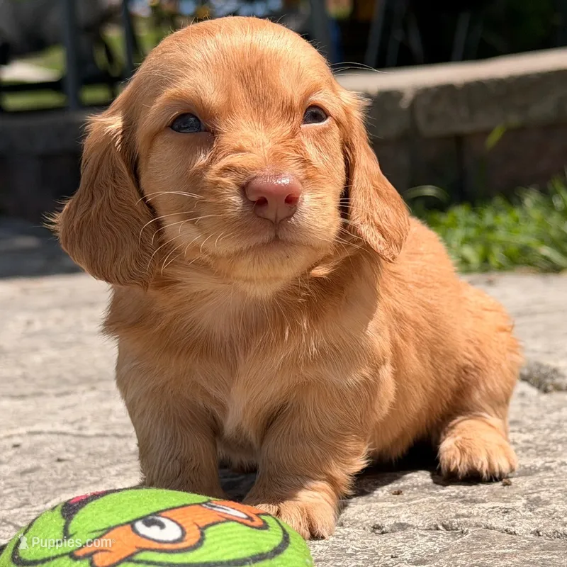 💛💛 Citro 💛💛 – Miniature Dachshund puppy for sale in Eastpointe, MI