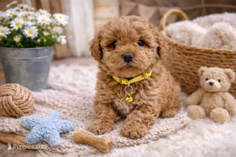 💛💛 Charlie 💛💛