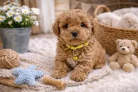 💛💛 Charlie 💛💛, a female Poodle - Toy  and Morkie for sale in Sterling Heights, MI – Photo 1 of 3