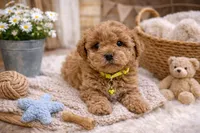 💛💛 Charlie 💛💛, a female Poodle - Toy  and Morkie for sale in Sterling Heights, MI – Photo 3 of 3