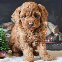 🌸🌸 Tammy 🌸🌸, a female Cavapoo for sale in Eastpointe, MI – 1 of 4
