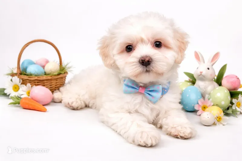 🐬 Hank 🐬 – Maltipoo puppy for sale in Sterling Heights, MI
