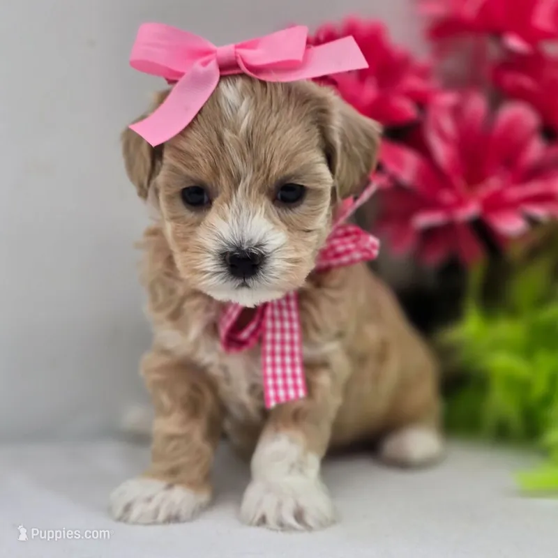 🩷🩷 Kia 🩷🩷 – Maltipoo puppy for sale in Eastpointe, MI
