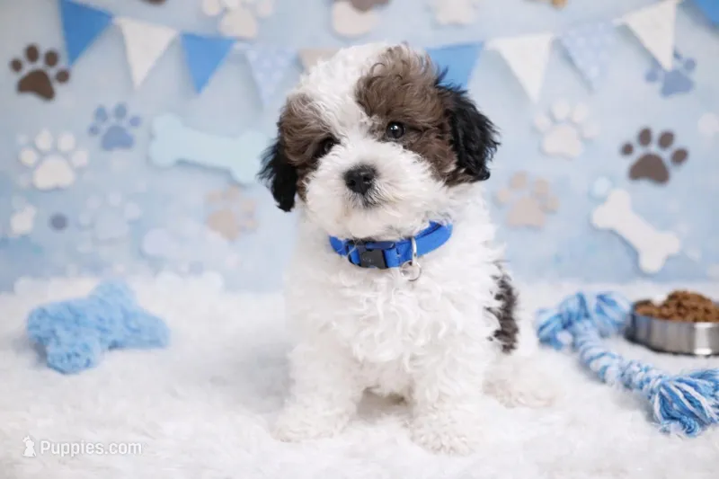 💙🩵 SPENCER 🩵💙, a male Poodle - Miniature  for sale in Sterling Heights, MI – Photo 1 of 1