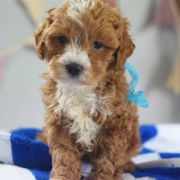 🩵🩵 Finx 🩵🩵, a male Cavapoo for sale in Eastpointe, MI – 2 of 4