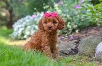 🩷🩷 Luna 🩷🩷, a female Cavapoo for sale in Eastpointe, MI – 2 of 2