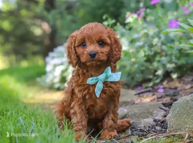 🩵🩵 Alex 🩵🩵 – Cavapoo puppy for sale in Eastpointe, MI