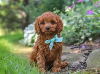 🩵🩵 Alex 🩵🩵, a male Cavapoo for sale in Eastpointe, MI – 1 of 2