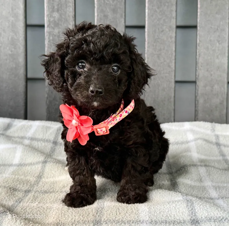 🩷🩷 Lilly 🩷🩷 – Cockapoo puppy for sale in Eastpointe, MI