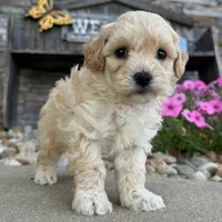 🌸🌸 Mila 🌸🌸, a female Maltipoo for sale in Eastpointe, MI – 3 of 4