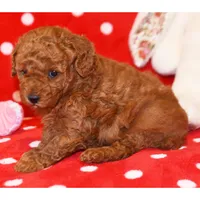 🌸🌸 Jewel🌸🌸, a female Poodle - Toy  for sale in Eastpointe, MI – 2 of 2