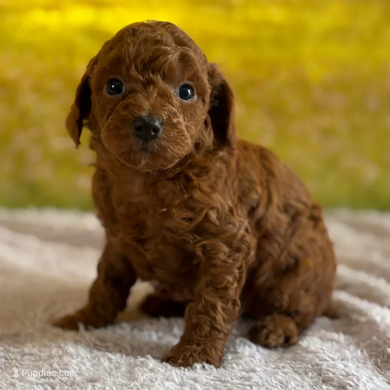 🐬🐬 Finn🐬🐬 – Poodle - Miniature  puppy for sale in Eastpointe, MI
