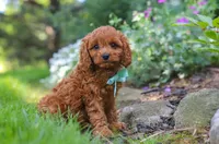 🩵🩵 Alex 🩵🩵, a male Cavapoo for sale in Eastpointe, MI – 2 of 2