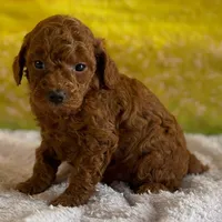 🐬🐬 Finn🐬🐬, a male Poodle - Miniature  for sale in Eastpointe, MI – 3 of 3