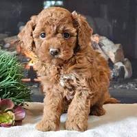 🌸🌸 Tammy 🌸🌸, a female Cavapoo for sale in Eastpointe, MI – 3 of 4