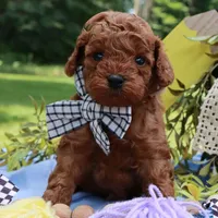 🩵🩵 Kam 🩵🩵, a male Poodle - Toy  for sale in Eastpointe, MI – 3 of 4