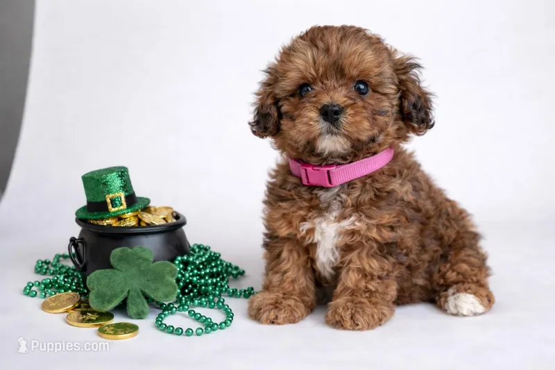 🩷🩷 Bella 🩷🩷, a female Shihpoo for sale in Sterling Heights, MI – Photo 1 of 2