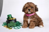 🩷🩷 Bella 🩷🩷, a female Shihpoo for sale in Sterling Heights, MI – Photo 1 of 2