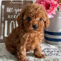 🐥🐥 Bella 🐥🐥, a  Poodle - Toy  for sale in Eastpointe, MI – 2 of 4
