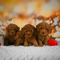 ❤️❤️ Riley ❤️❤️, a male Poodle - Toy  for sale in Eastpointe, MI – 3 of 3